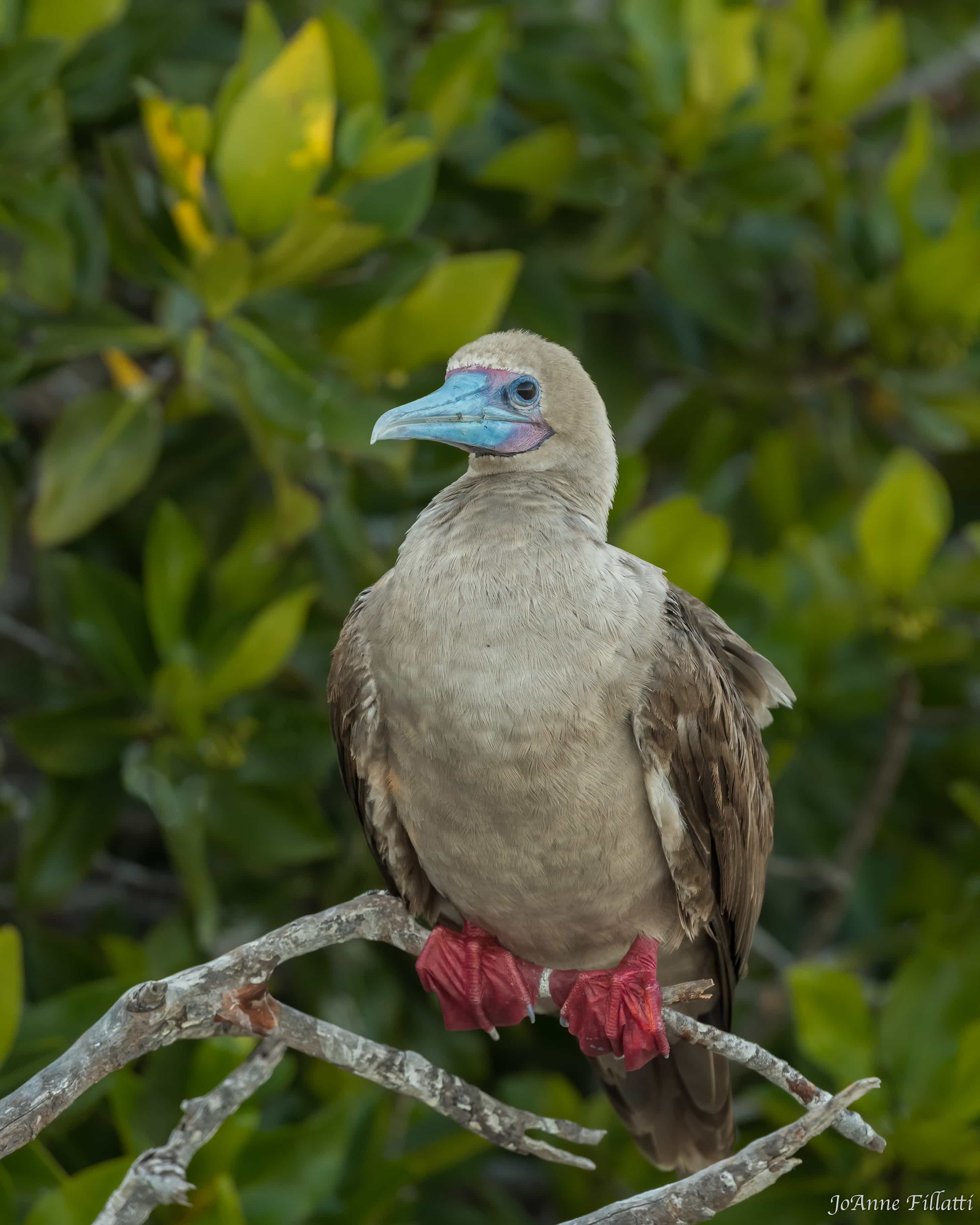 bird of galapagos image 30